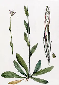 Lupton: Arabis hirsuta