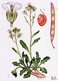 Cress: Arabis petraea