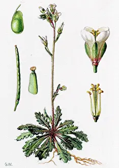 Whicker: Arabis stricta
