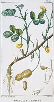 Peanut: Arachide hypogee, peanut