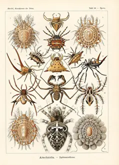 Glitsch: Arachnida spiders