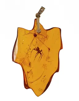 Arachnida: Arachnids in an amber pendant