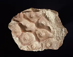Silurian: Arachnophyllum, coral