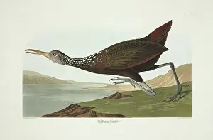 Gruiformes: Aramus guarauna, limpkin