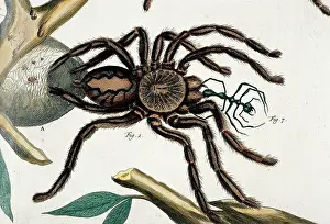 Tarantula: Aranea maxima ceilonica, tarantula