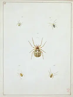 Arachnida: Araneus saevus, great round web spider