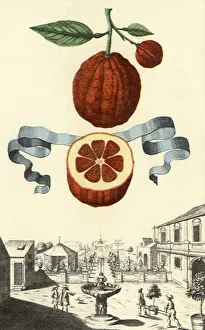 Adjacent: Aranzo Fiamato