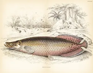 Lizars: Arapaima, Arapaima gigas