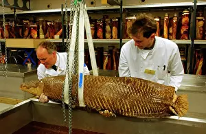 Guyana: Arapaimo gigas, giant arapaimo