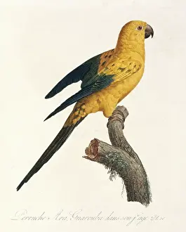 Vaillant: Aratinga solistaris, sun parakeet