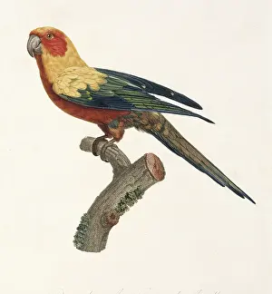 Vaillant: Aratinga solstitialis, sun parakeet
