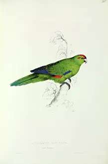 Parakeet: Aratinga strenua, Pacific parakeet