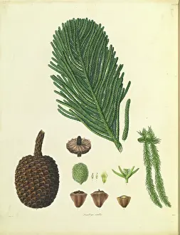 1803: Araucaria columnaris & A. heterophyllo
