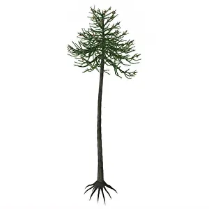 Paleogene: Araucaria conifer tree isolated on white background