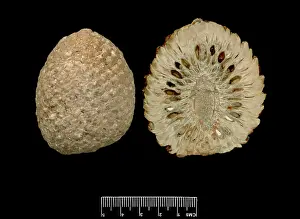 Pinus: Araucaria mirabilis, pine cone