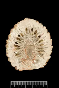 Pinus: Araucaria mirabilis, pine cone