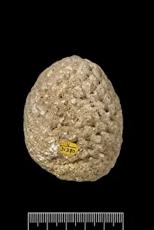 Pinus: Araucaria mirabilis, pine cone