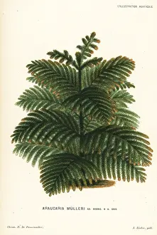 Araucaria: Araucaria muelleri conifer tree
