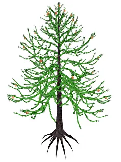 Paleogene: Araucaria prehistoric tree