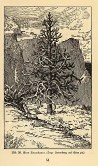 Ichthyosaurus: Araucaria tree