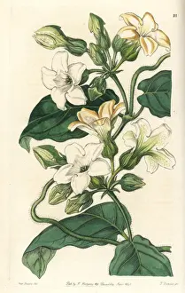 Graveolens: Araujia graveolens