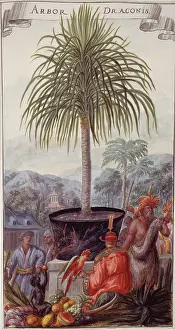Exotica: Arbor draconis, dragon tree
