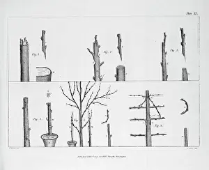 Arboreal grafting processes, 2 copies: B/W & colour