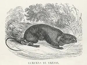 Spiny: ARBOREAL SPINY RAT