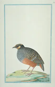 Gideon: Arboricola javanica, Javan partridge