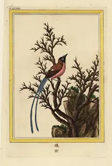 Chinoiserie: Un Arbre sans feuilles