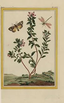 Unedo: Arbutus unedo, strawberry tree