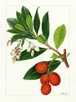 Stella: Arbutus unedo - strawberry tree