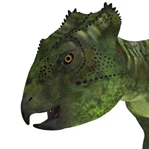 Neoceratopsia: Archaeoceratops dinosaur head
