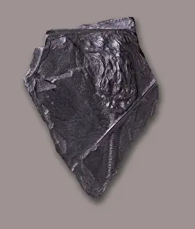 Crinoid: Archaeocrinus microbasalis, sea lily