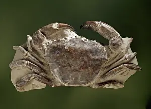 Scissor: Archaeogeryon peruvianus, Miocene crab