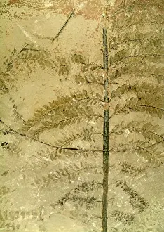 Archaeopteris: Archaeopteris hibernica