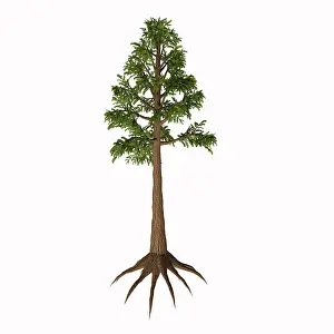Paleobotany: An Archaeopteris plant from the Paleozoic Era