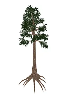 Archaeopteris: Archaeopteris prehistoric tree from the Late Devonian Period