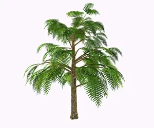 Fern: Archaeopteris tree from the Devonian period, on