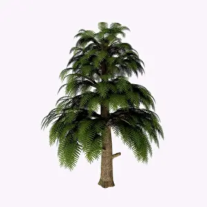 Archaeopteris: Archaeopteris tree isolated on white background