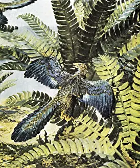 Archaeopteryx: Archaeopteryx