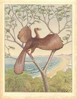Archaeopterygidae: Archaeopteryx
