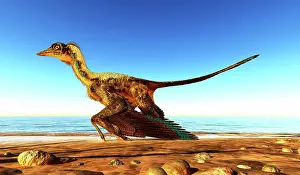 Seashore: Archaeopteryx on the beach