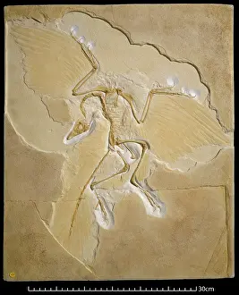 Archaeopterygidae: Archaeopteryx [Berlin specimen]