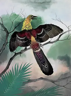 Archosauria: Archaeopteryx - bird-like dinosaur