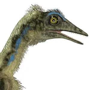 Eyeball: Archaeopteryx is a carnivorous bird that lived during the ?
