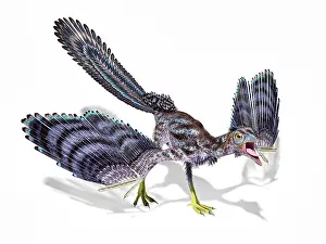 Pterosaur: Archaeopteryx dinosaur isolated on white background