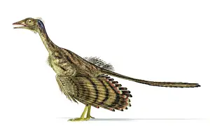 Contour: Archaeopteryx dinosaur on white background