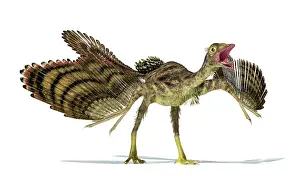 Contour: Archaeopteryx dinosaur on white background