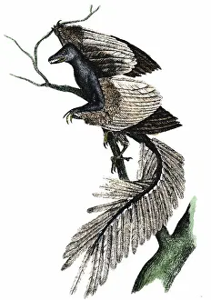Archaeopteryx: Archaeopteryx - The First Bird. Artist's reconstruction